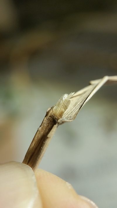 Calamagrostis inexpansa, photographed by Zihao Wang
