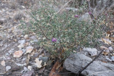 Dalea frutescens, photographed by samlutfy