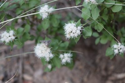 Ageratina wrightii, photographed by samlutfy