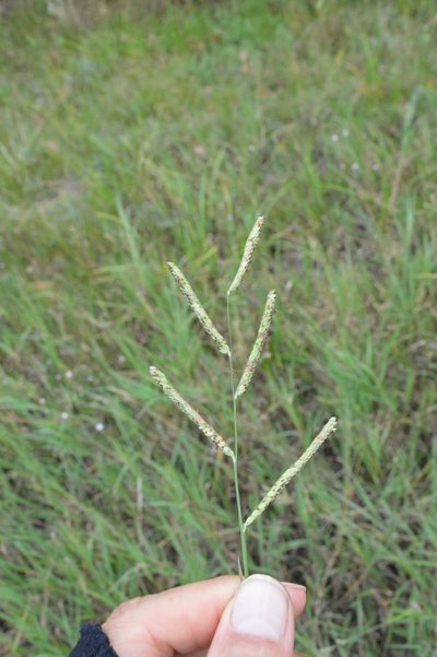 Paspalum denticulatum, photographed by Dan Johnson