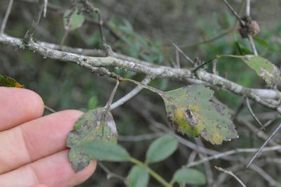 Crataegus viridis, photographed by Dan Johnson