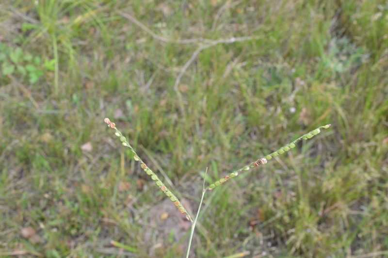 Paspalum laeve, photographed by Dan Johnson