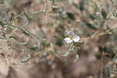 Nerisyrenia camporum, photographed by samlutfy