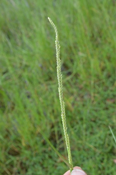 Setaria geminata, photographed by Dan Johnson