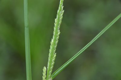 Setaria geminata, photographed by Dan Johnson