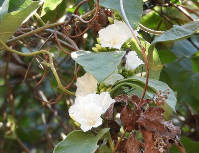 Jacquemontia nodiflora, photographed by Francisco Farriols Sarabia