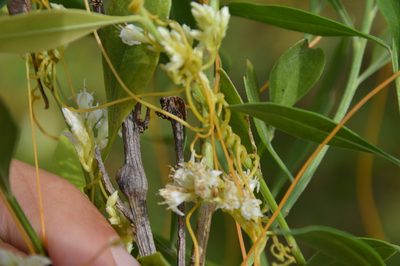 Cuscuta cuspidata, photographed by Dan Johnson