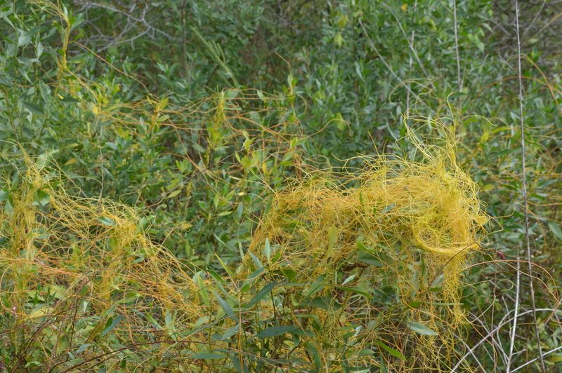 Cuscuta cuspidata, photographed by Dan Johnson