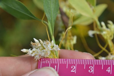 Cuscuta cuspidata, photographed by Dan Johnson