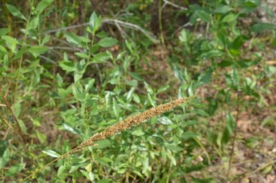 Tridens strictus, photographed by Dan Johnson