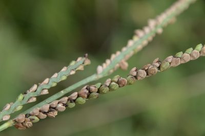 Paspalum floridanum, photographed by Dan Johnson