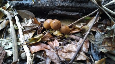 Balanophora fungosa, photographed by Steve Fitzgerald