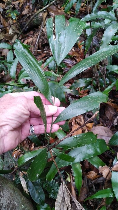 Calamus caryotoides, photographed by Steve Fitzgerald