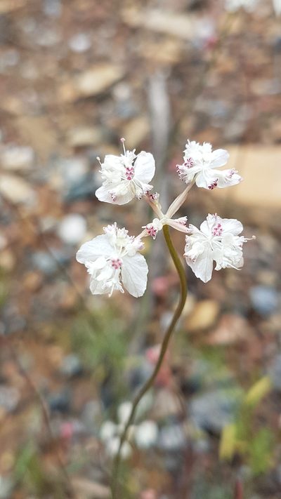 Xanthosia atkinsoniana, photographed by Vale Jenny Conolly