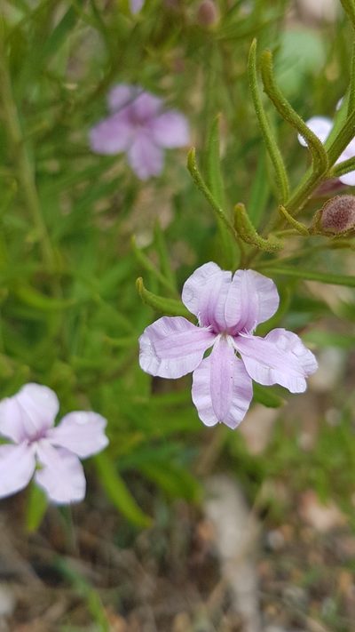 Coopernookia barbata, photographed by Vale Jenny Conolly
