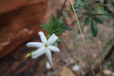 Jasminum quinatum, photographed by Jimmy Whatmore