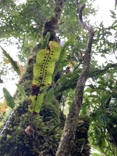 Selliguea engleri, photographed by 呂一起(Lyu yi-chi)