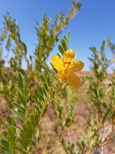 Petalostylis labicheoides, photographed by T. Hammer