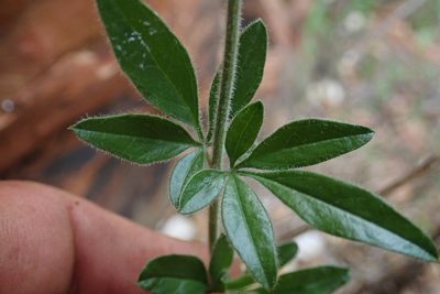 Jasminum quinatum, photographed by Jimmy Whatmore