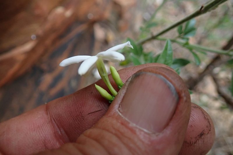 Jasminum quinatum, photographed by Jimmy Whatmore