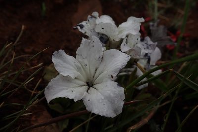 Cycnium adonense, photographed by Jimmy Whatmore