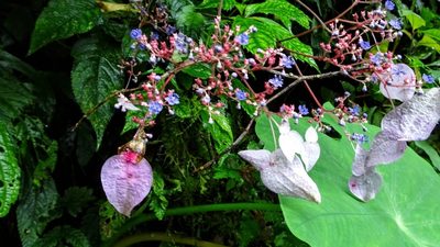 Hydrangea densifolia, photographed by Hazel Chang