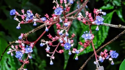 Hydrangea densifolia, photographed by Hazel Chang