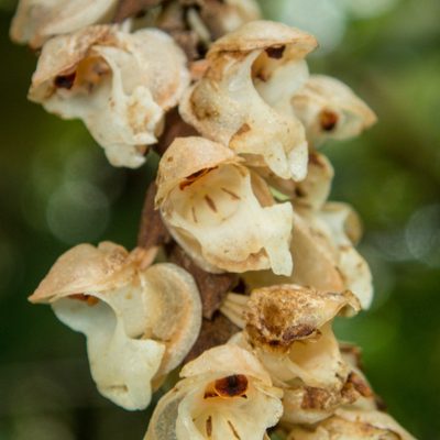 Coelogyne imbricata, photographed by Gerard Chartier