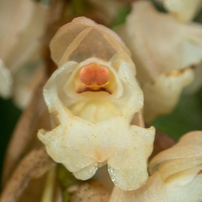 Coelogyne imbricata, photographed by Gerard Chartier