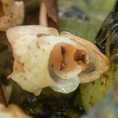 Coelogyne imbricata, photographed by Gerard Chartier