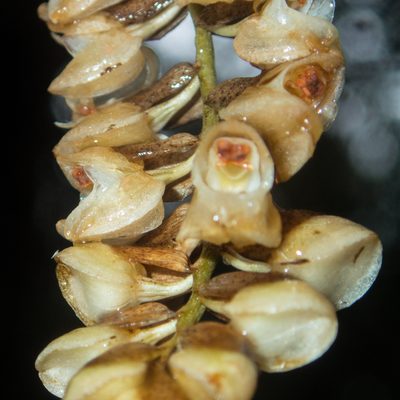 Coelogyne imbricata, photographed by Gerard Chartier