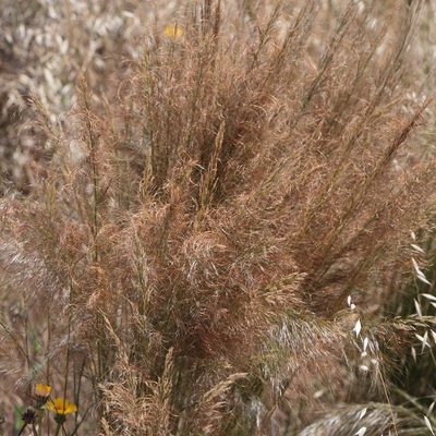 Austrostipa nitida, photographed by Kym Nicolson