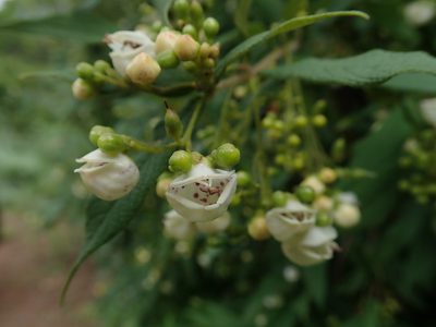 Bowkeria cymosa, photographed by Jimmy Whatmore