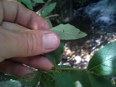 Bowkeria cymosa, photographed by Jimmy Whatmore