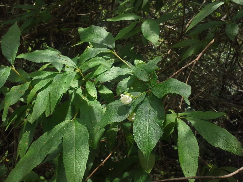 Bowkeria cymosa, photographed by Jimmy Whatmore