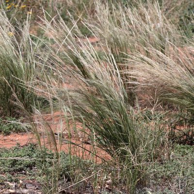 Austrostipa nitida, photographed by Kym Nicolson