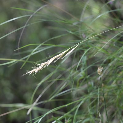 Rytidosperma racemosum, photographed by Kym Nicolson
