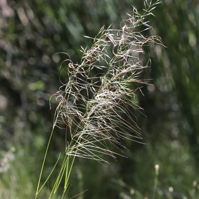Austrostipa scabra, photographed by Kym Nicolson