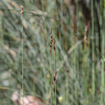 Machaerina juncea, photographed by Kym Nicolson
