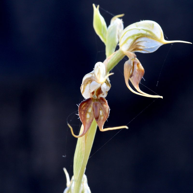 Pterostylis boormanii, photographed by Kym Nicolson