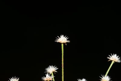 Eriocaulon stellulatum, photographed by S.MORE