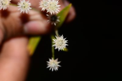 Eriocaulon stellulatum, photographed by S.MORE