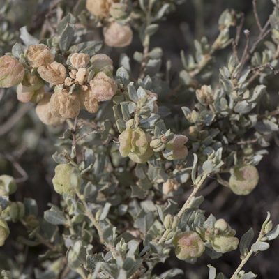 Atriplex vesicaria, photographed by Kym Nicolson