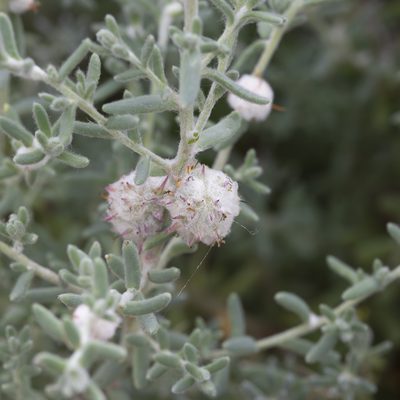 Dissocarpus paradoxus, photographed by Kym Nicolson