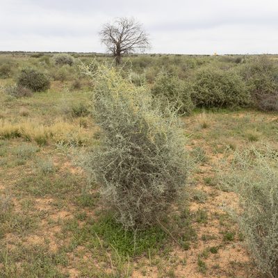 Chenopodium nitrariaceum, photographed by Kym Nicolson