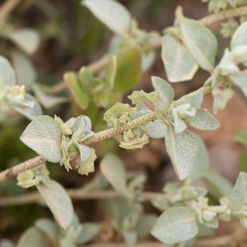Atriplex eardleyae, photographed by Kym Nicolson