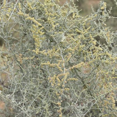 Chenopodium nitrariaceum, photographed by Kym Nicolson