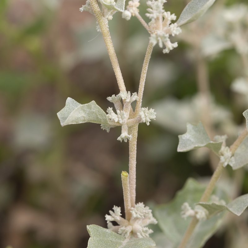 Atriplex limbata, photographed by Kym Nicolson