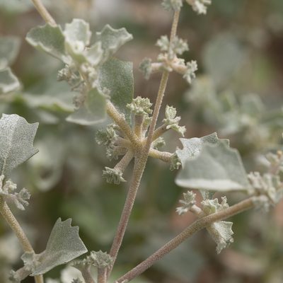 Atriplex limbata, photographed by Kym Nicolson