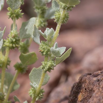Atriplex fissivalvis, photographed by Kym Nicolson